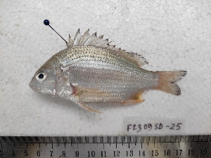  ( - F2309SD-16)  @11 [ ] Unspecified (default): All Rights Reserved  Md jayedul Islam and Md Asaduzzaman Jagannath University, Department of Zoology