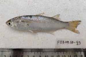  ( - F2309SD-25)  @11 [ ] Unspecified (default): All Rights Reserved  Md jayedul Islam and Md Asaduzzaman Jagannath University, Department of Zoology