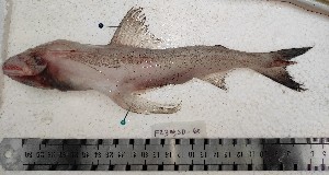  ( - F2309SD-59)  @11 [ ] Unspecified (default): All Rights Reserved  Md jayedul Islam and Md Asaduzzaman Jagannath University, Department of Zoology