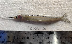  ( - F2309SD-81)  @11 [ ] Unspecified (default): All Rights Reserved  Md jayedul Islam and Md Asaduzzaman Jagannath University, Department of Zoology