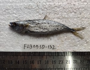  ( - F2309SD-130)  @11 [ ] Unspecified (default): All Rights Reserved  Md jayedul Islam and Md Asaduzzaman Jagannath University, Department of Zoology