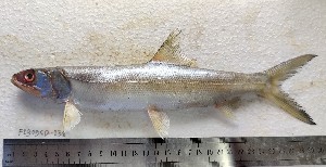  (Chelonodontops - F2309SD-137)  @11 [ ] Unspecified (default): All Rights Reserved  Md jayedul Islam and Md Asaduzzaman Jagannath University, Department of Zoology