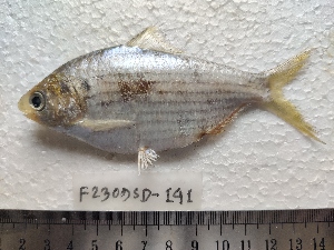  (Polynemus paradiseus - F2309SD-139)  @11 [ ] Unspecified (default): All Rights Reserved  Md jayedul Islam and Md Asaduzzaman Jagannath University, Department of Zoology