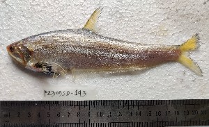  ( - F2309SD-141)  @11 [ ] Unspecified (default): All Rights Reserved  Md jayedul Islam and Md Asaduzzaman Jagannath University, Department of Zoology