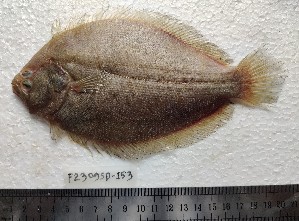  ( - F2309SD-151)  @11 [ ] Unspecified (default): All Rights Reserved  Md jayedul Islam and Md Asaduzzaman Jagannath University, Department of Zoology