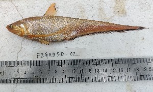  ( - F2309SD-153)  @11 [ ] Unspecified (default): All Rights Reserved  Md jayedul Islam and Md Asaduzzaman Jagannath University, Department of Zoology