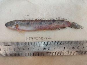  ( - F2403SD-22)  @11 [ ] Unspecified (default): All Rights Reserved  Md jayedul Islam and Md Asaduzzaman Jagannath University, Department of Zoology