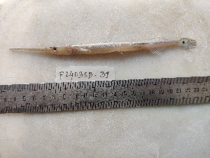  ( - F2403SD-31)  @11 [ ] Unspecified (default): All Rights Reserved  Md jayedul Islam and Md Asaduzzaman Jagannath University, Department of Zoology