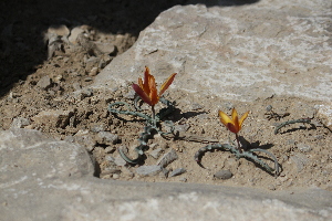  (Tulipa lehmanniana - Ziarat 173)  @11 [ ] Unspecified (default): All Rights Reserved (2019) Shazia Irfan BUITEMS