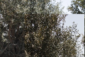  ( - Ziarat 175)  @11 [ ] Unspecified (default): All Rights Reserved (2019) Shazia Irfan BUITEMS