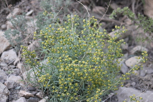  (Euphorbia osyridea - Ziarat 187)  @11 [ ] Unspecified (default): All Rights Reserved (2019) Shazia Irfan BUITEMS