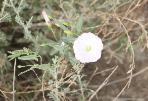  (Convolvulus arvensis - Ziarat 82)  @11 [ ] Unspecified (default): All Rights Reserved (2019) Shazia Irfan BUITEMS