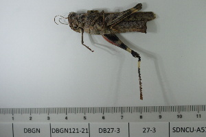  ( - DB27-3)  @11 [ ] c (2022) Unspecified Specimen depository of the Graduate School of Science, Nagoya City University