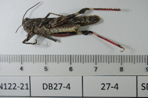  ( - DB27-4)  @11 [ ] c (2022) Unspecified Specimen depository of the Graduate School of Science, Nagoya City University