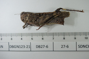  ( - DB27-6)  @11 [ ] c (2022) Unspecified Specimen depository of the Graduate School of Science, Nagoya City University