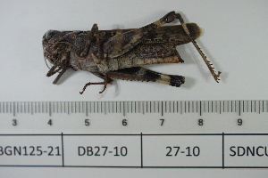  ( - DB27-10)  @11 [ ] c (2022) Unspecified Specimen depository of the Graduate School of Science, Nagoya City University