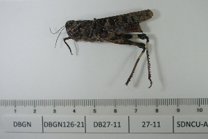  ( - DB27-11)  @11 [ ] c (2022) Unspecified Specimen depository of the Graduate School of Science, Nagoya City University
