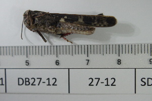  ( - DB27-12)  @11 [ ] c (2022) Unspecified Specimen depository of the Graduate School of Science, Nagoya City University