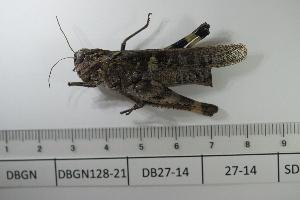  ( - DB27-14)  @11 [ ] c (2022) Unspecified Specimen depository of the Graduate School of Science, Nagoya City University