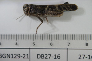  ( - DB27-16)  @11 [ ] c (2022) Unspecified Specimen depository of the Graduate School of Science, Nagoya City University