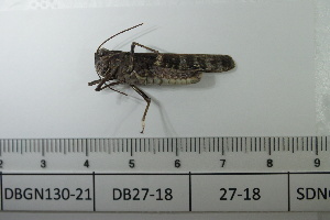  ( - DB27-18)  @11 [ ] c (2022) Unspecified Specimen depository of the Graduate School of Science, Nagoya City University