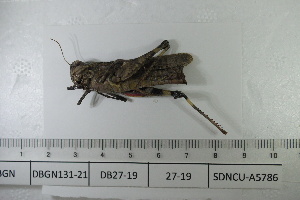 ( - DB27-19)  @11 [ ] c (2022) Unspecified Specimen depository of the Graduate School of Science, Nagoya City University