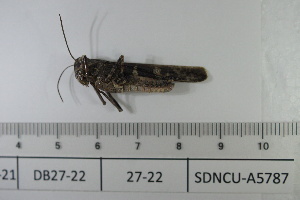  ( - DB27-22)  @11 [ ] c (2022) Unspecified Specimen depository of the Graduate School of Science, Nagoya City University
