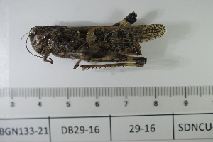  ( - DB29-16)  @11 [ ] c (2022) Unspecified Specimen depository of the Graduate School of Science, Nagoya City University