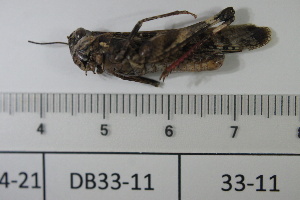  ( - DB33-11)  @11 [ ] c (2022) Unspecified Specimen depository of the Graduate School of Science, Nagoya City University