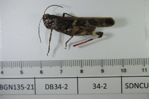  ( - DB34-2)  @11 [ ] c (2022) Unspecified Specimen depository of the Graduate School of Science, Nagoya City University