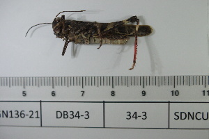  ( - DB34-3)  @11 [ ] c (2022) Unspecified Specimen depository of the Graduate School of Science, Nagoya City University