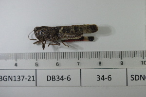  ( - DB34-6)  @11 [ ] c (2022) Unspecified Specimen depository of the Graduate School of Science, Nagoya City University