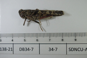  ( - DB34-7)  @11 [ ] c (2022) Unspecified Specimen depository of the Graduate School of Science, Nagoya City University
