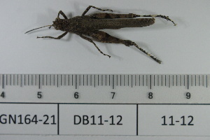  ( - DB11-12)  @11 [ ] c (2022) Unspecified Specimen depository of the Graduate School of Science, Nagoya City University