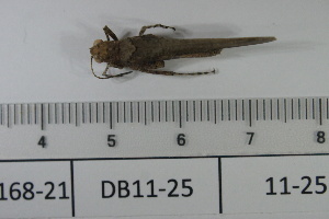  ( - DB11-25)  @11 [ ] c (2022) Unspecified Specimen depository of the Graduate School of Science, Nagoya City University