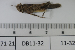  ( - DB11-32)  @11 [ ] c (2022) Unspecified Specimen depository of the Graduate School of Science, Nagoya City University
