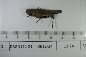  ( - DB12-24)  @11 [ ] c (2022) Unspecified Specimen depository of the Graduate School of Science, Nagoya City University
