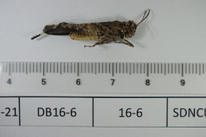  ( - DB16-6)  @11 [ ] c (2022) Unspecified Specimen depository of the Graduate School of Science, Nagoya City University
