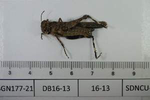  ( - DB16-13)  @11 [ ] c (2022) Unspecified Specimen depository of the Graduate School of Science, Nagoya City University