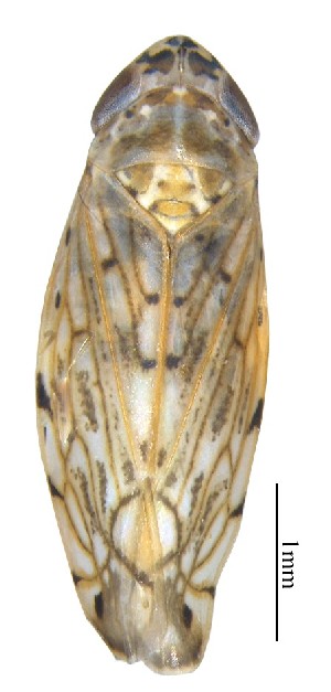  (Neolimnus - NPCSc2)  @11 [ ] Unspecified (default): All Rights Reserved  Unspecified Unspecified