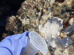 ( - Ak10-10)  @11 [ ] Copyright (2025) Unspecified Middle East Technical University, Institute of Marine Sciences