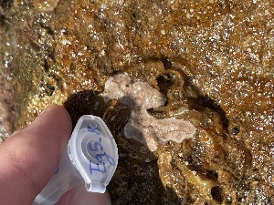  (Didemnum pseudovexillum - EG5-8)  @11 [ ] Copyright (2025) Unspecified Middle East Technical University, Institute of Marine Sciences