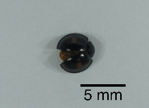  (Chilocorus kuwanae - LBN30-35)  @11 [ ] c (2023) Unspecified Specimen depository of the Graduate School of Science, Nagoya City University