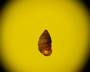  (Diplommatina - DBLSA_NLM_42)  @11 [ ] Copyright (2025) Unspecified Nagoya City University, Graduate School of Science