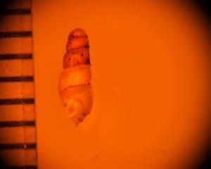  (Allopeas pyrgula - DBLSA_NL423)  @11 [ ] Copyright (2025) Unspecified Nagoya City University, Graduate School of Science