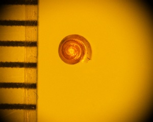  (Kaliella sp - DBLSA_NL454)  @11 [ ] Copyright (2025) Unspecified Nagoya City University, Graduate School of Science
