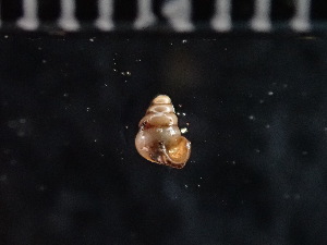  (Gastrocopta larapinta - DBLSA_NL580)  @11 [ ] Copyright (2025) Unspecified Nagoya City University, Graduate School of Science