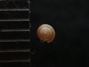  (Kaliella cf. accepta - DBLSA_NL274)  @11 [ ] Copyright (2025) Unspecified Nagoya City University, Graduate School of Science