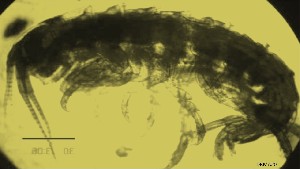  (Protohyale (Protohyale) honoluluensis - DBMA20)  @11 [ ] nrr (2012) Unspecified Annamalai university