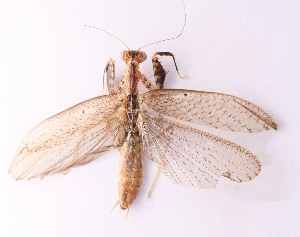  (Iridopteryginae - BWL288)  @11 [ ] CreativeCommons-Attribution Share-Alike (2023) Zhi-jun Zhou Hebei University, Museum